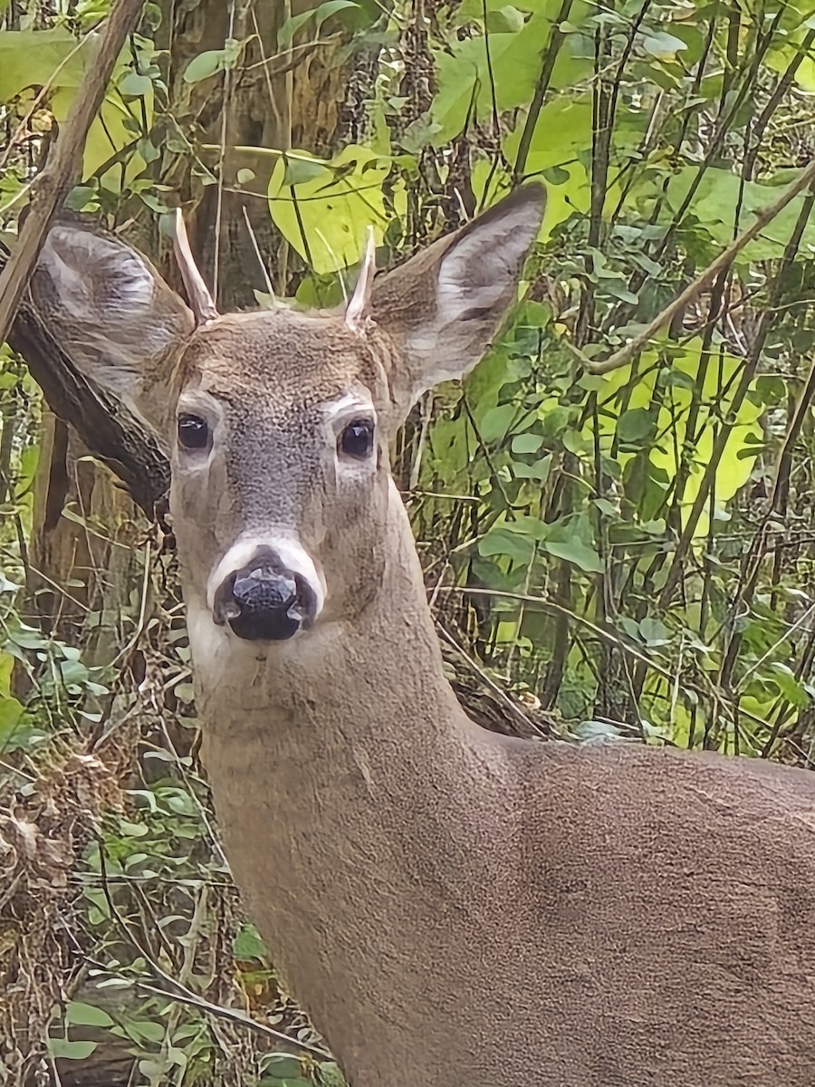 Animals - ML644291354