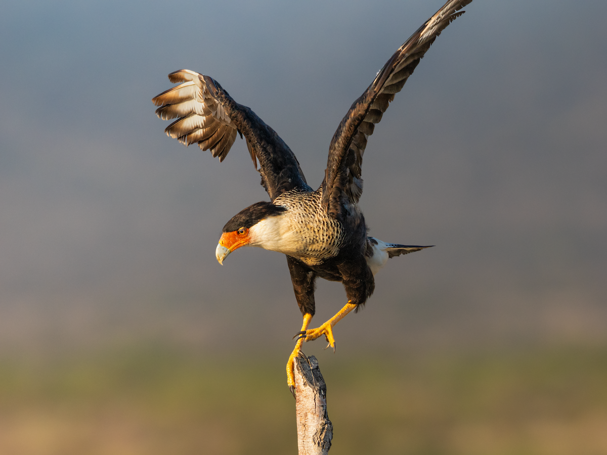 ミナミカラカラ - ML644291356