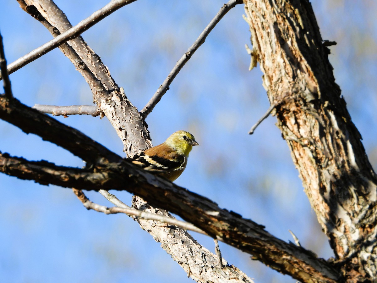 American Goldfinch - ML644291357