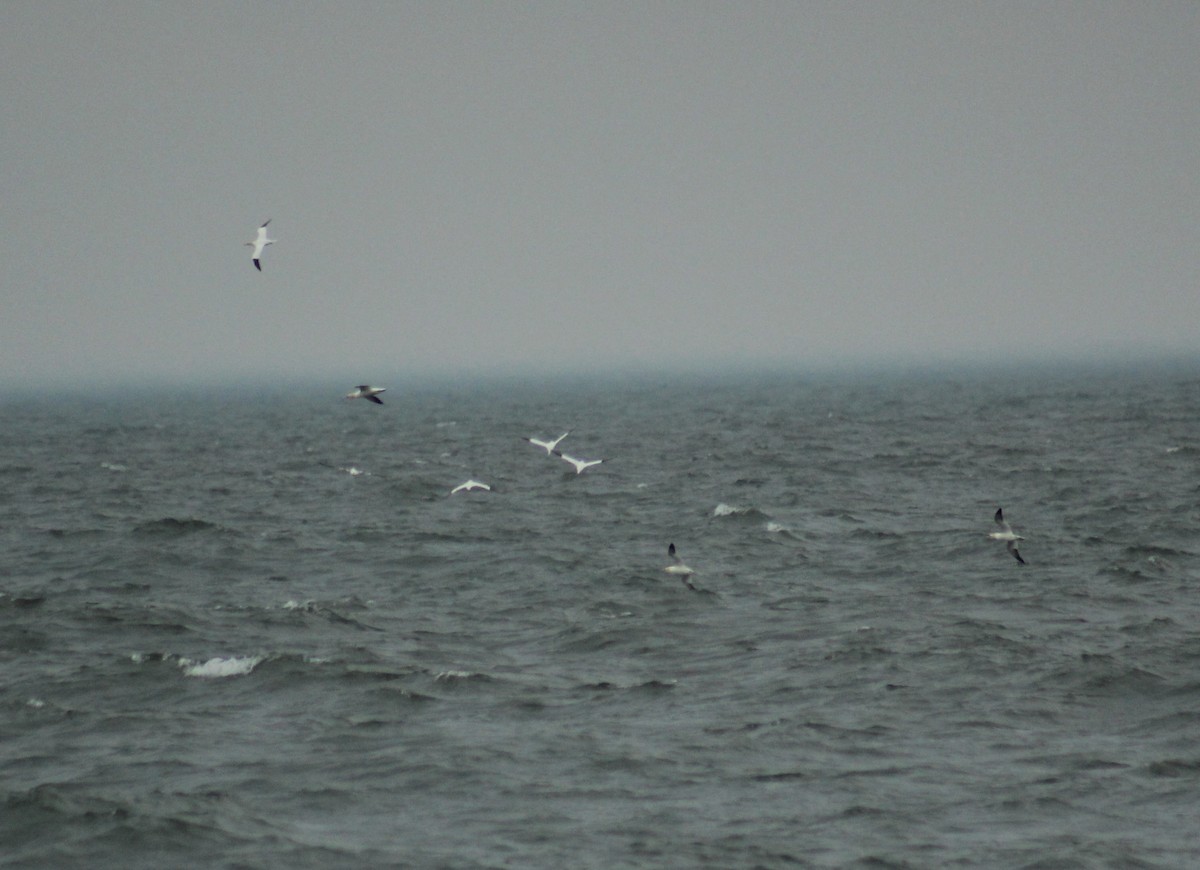 havsule - ML644291358