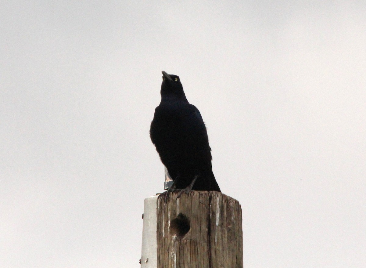 Great-tailed Grackle - ML644291363