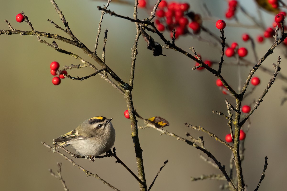 Erregetxo amerikarra - ML644291369