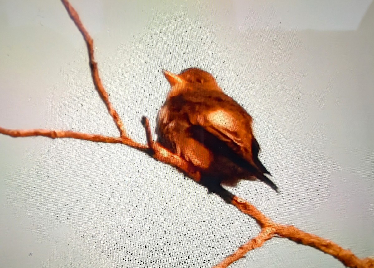 jakkepivi - ML644291370