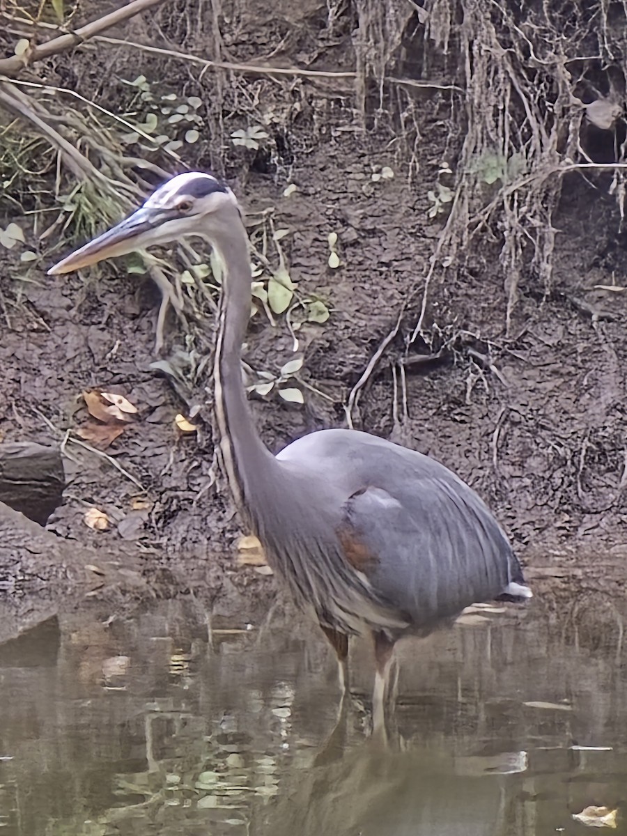 Great Blue Heron - ML644291371