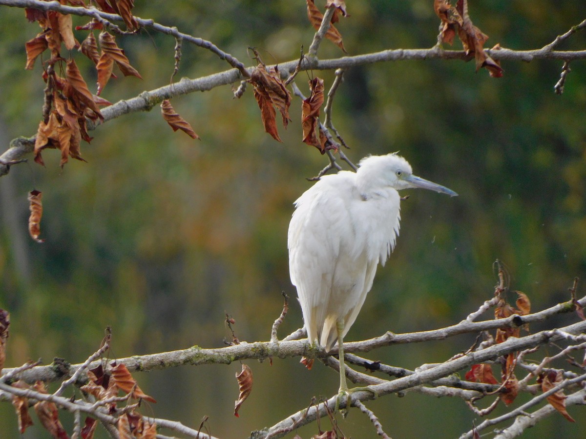 Little Blue Heron - ML644291373