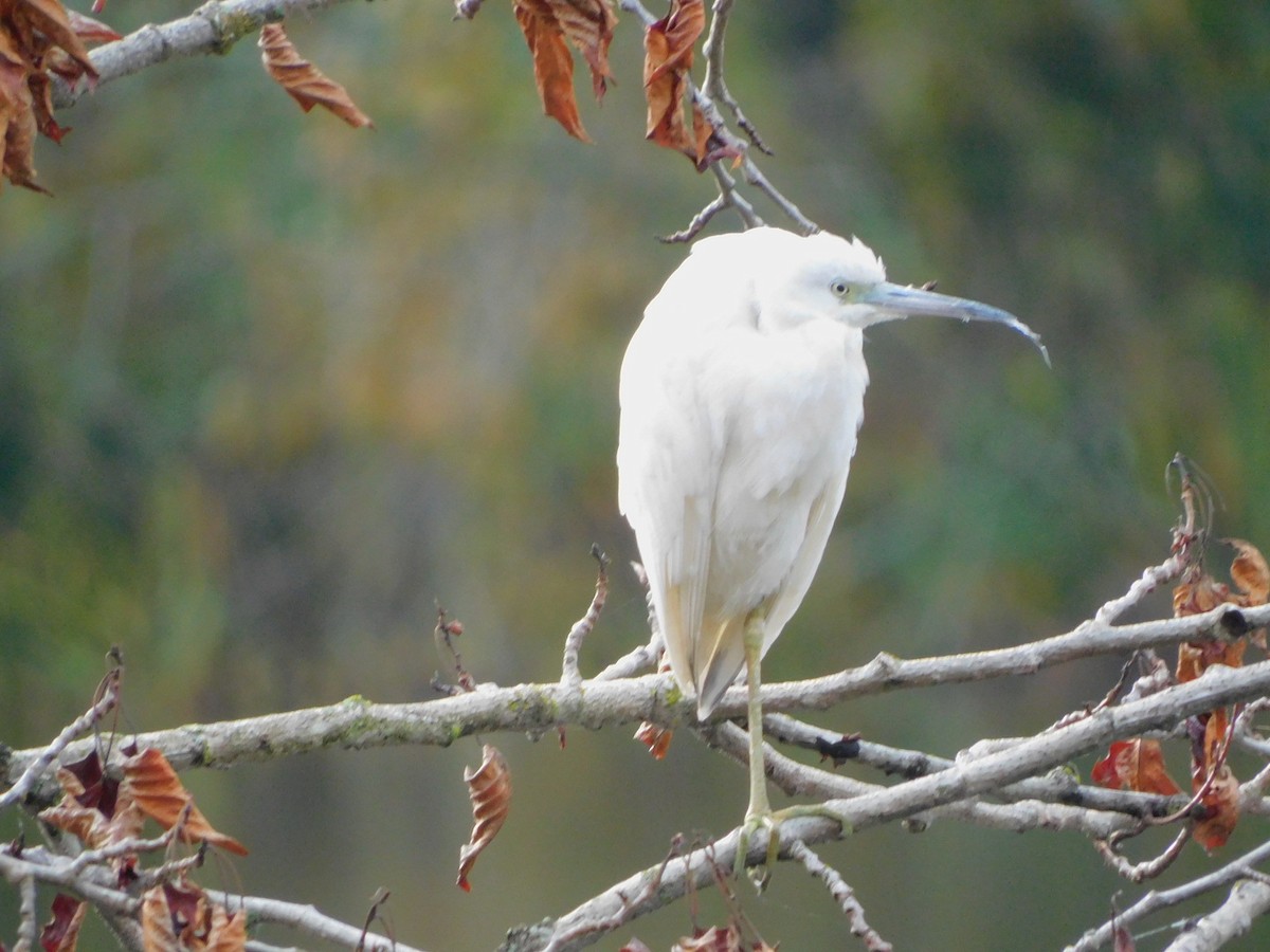 Little Blue Heron - ML644291374