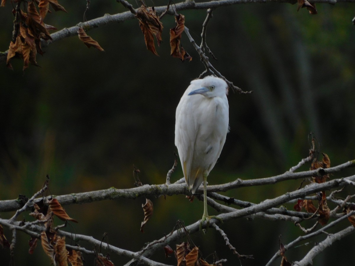 Little Blue Heron - ML644291375