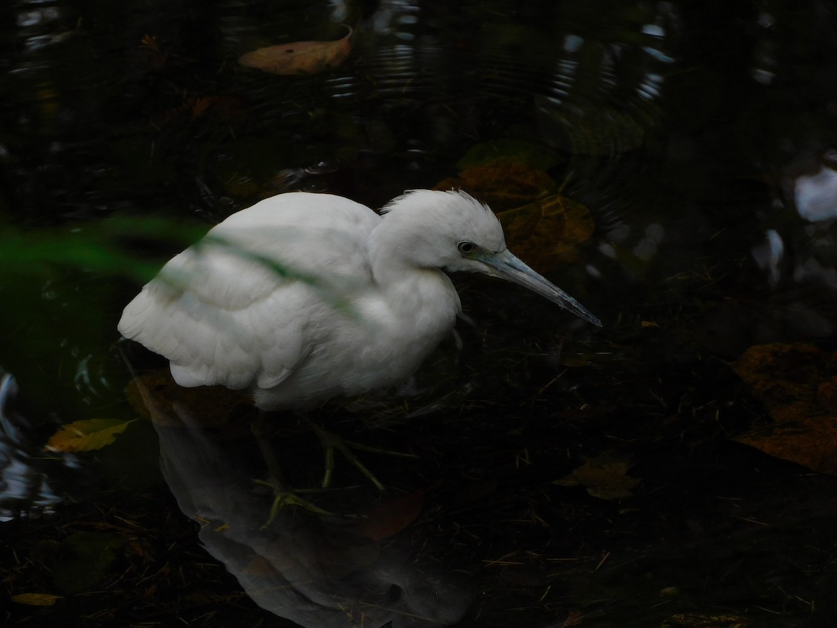 Little Blue Heron - ML644291377