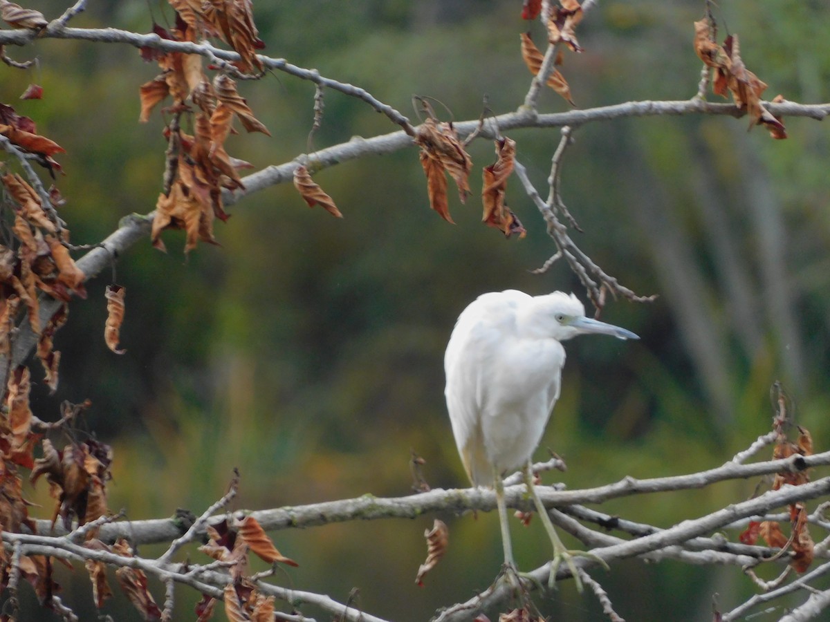 Little Blue Heron - ML644291378