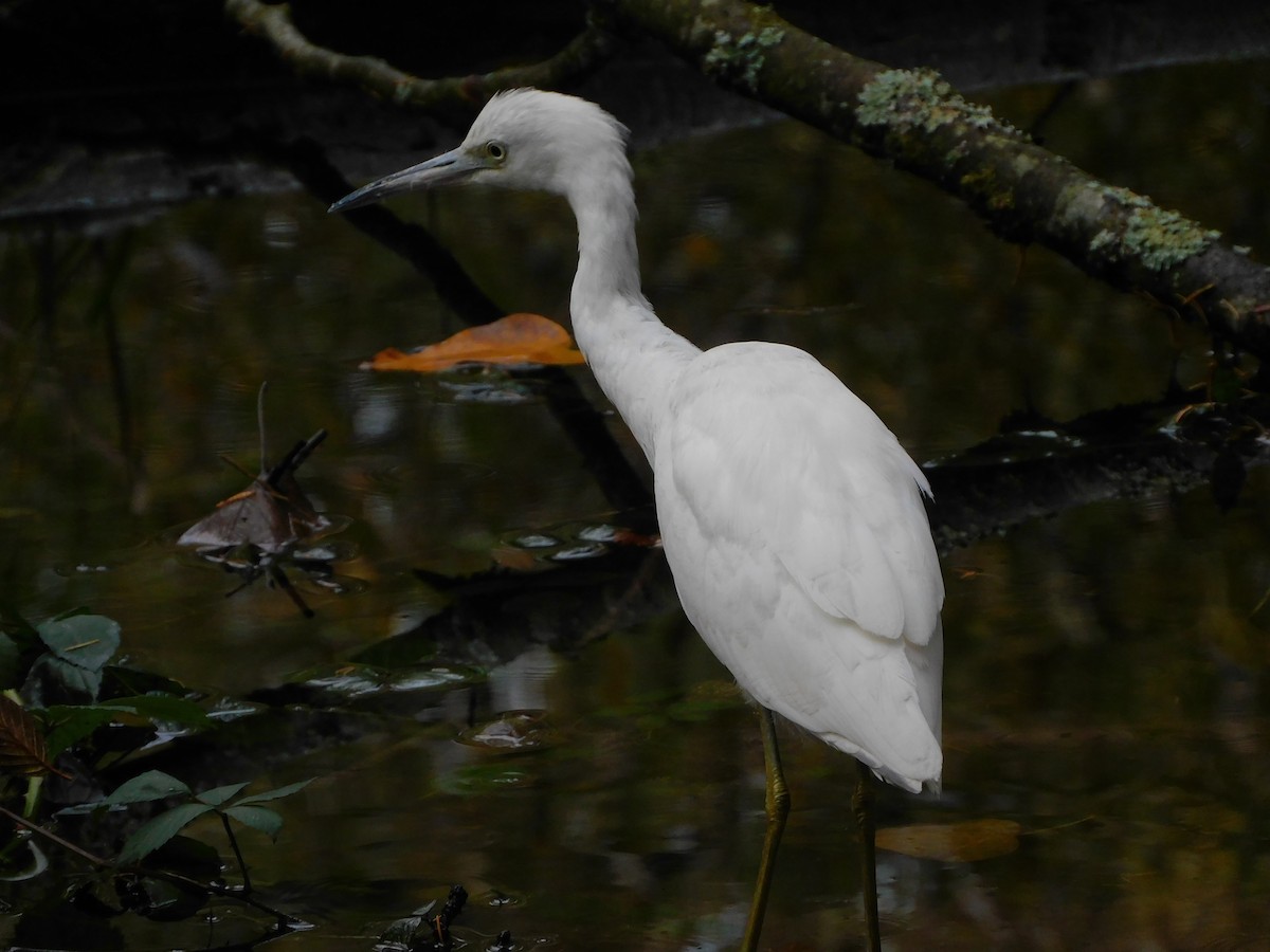 Little Blue Heron - ML644291379