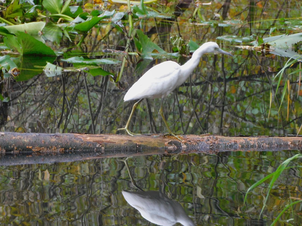 Little Blue Heron - ML644291380