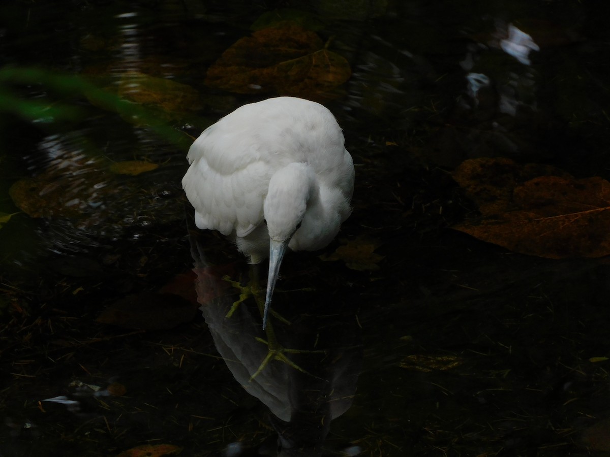 Little Blue Heron - ML644291381