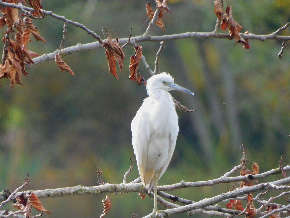 Little Blue Heron - ML644291382