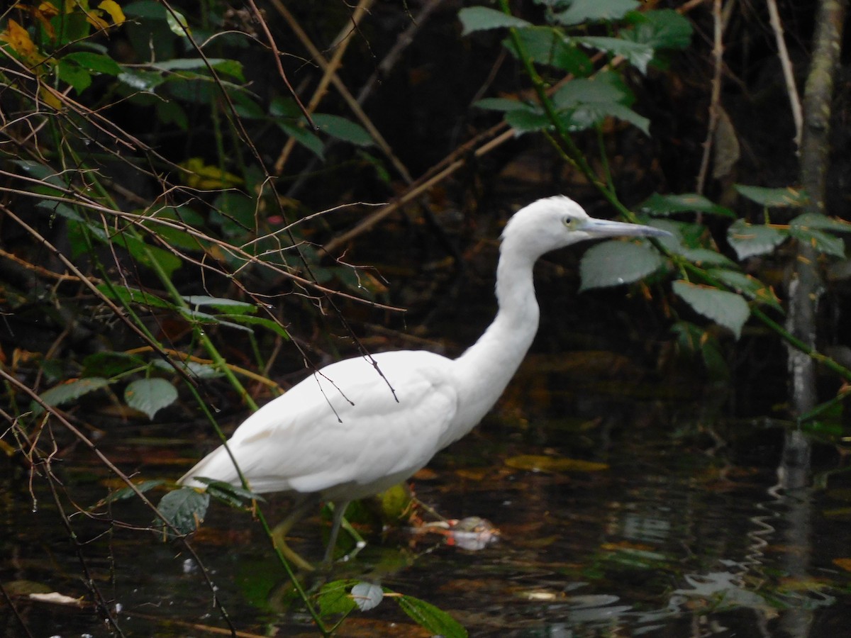 Little Blue Heron - ML644291383