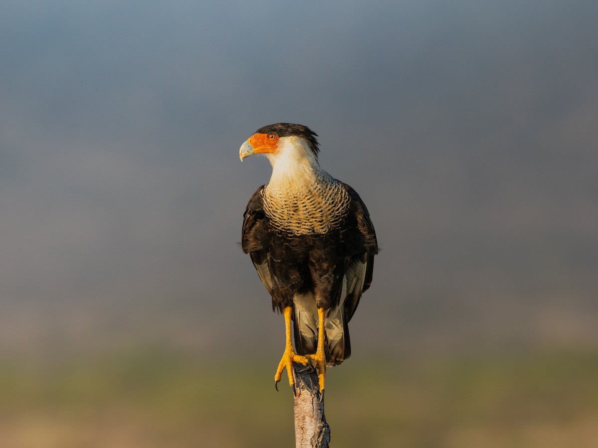 ミナミカラカラ - ML644291384