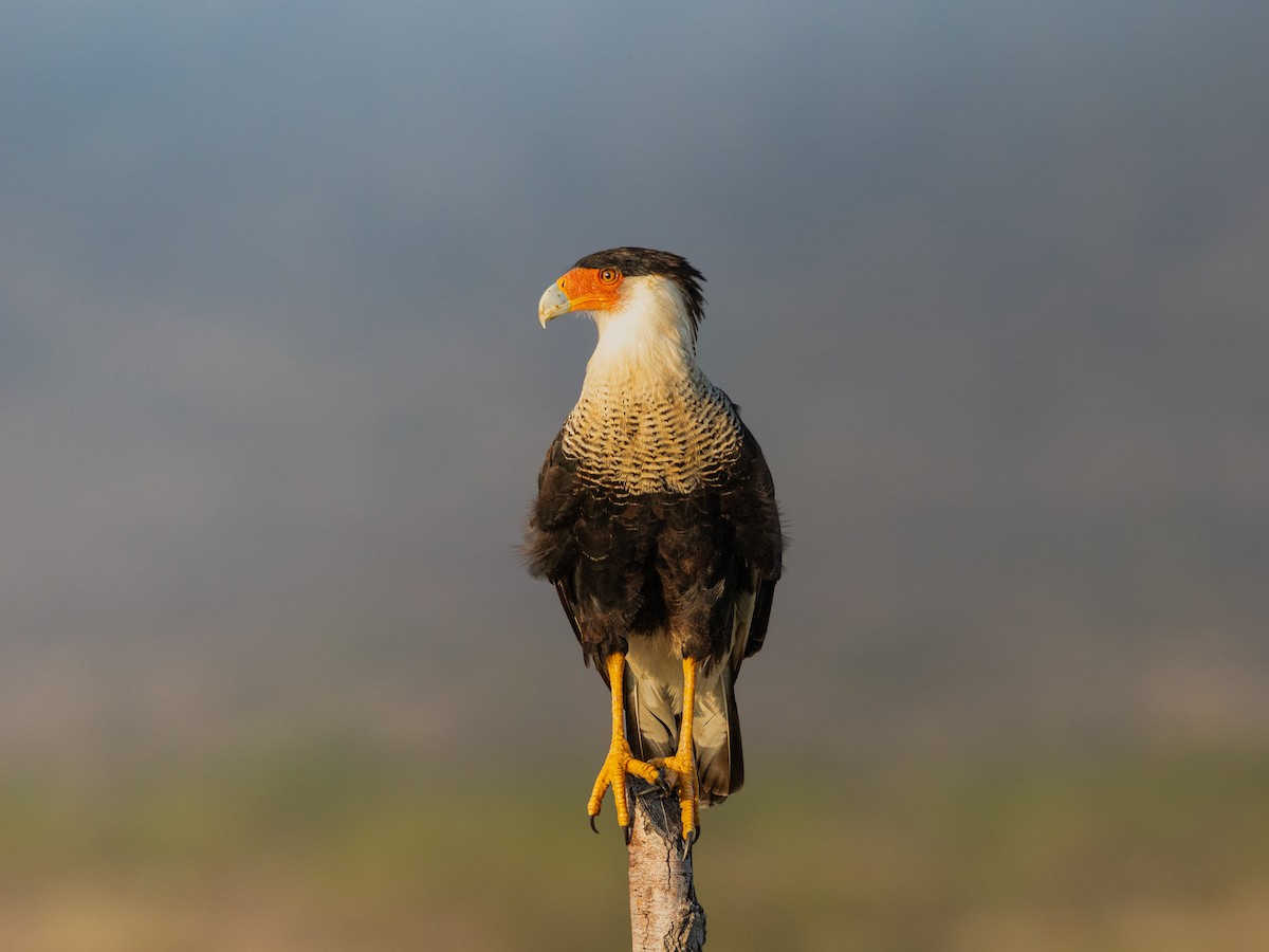 ミナミカラカラ - ML644291385