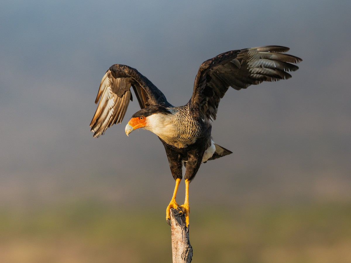 ミナミカラカラ - ML644291386