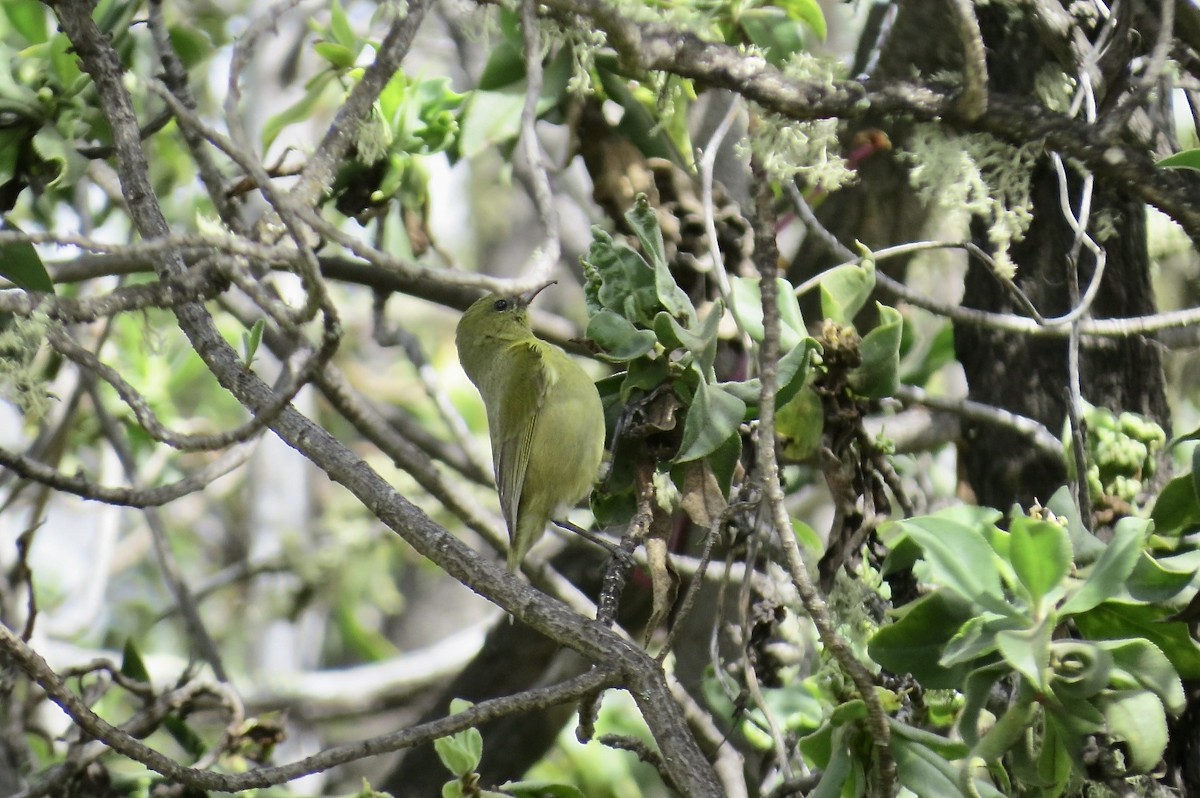 Amakihi familier (virens) - ML644291391