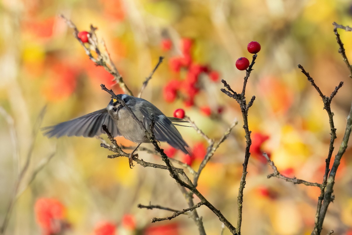 Erregetxo amerikarra - ML644291396