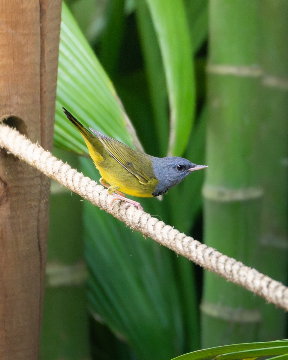 Mourning Warbler - ML644291397