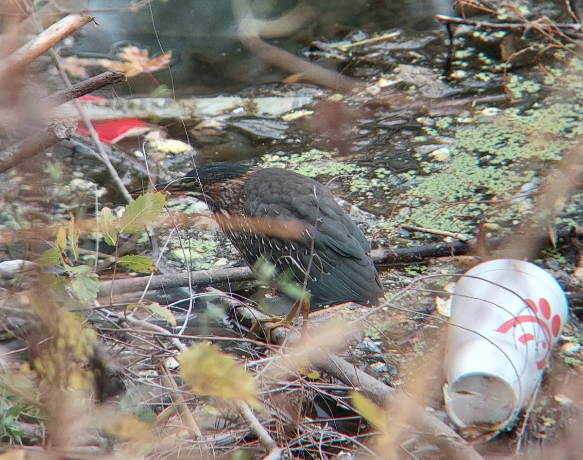 grønnrygghegre - ML644291401