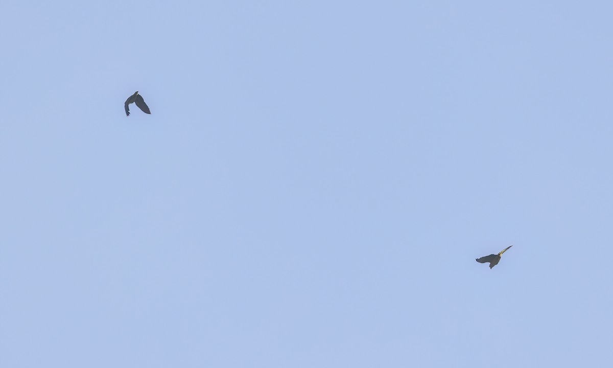 Scaly-naped Amazon - ML644291403