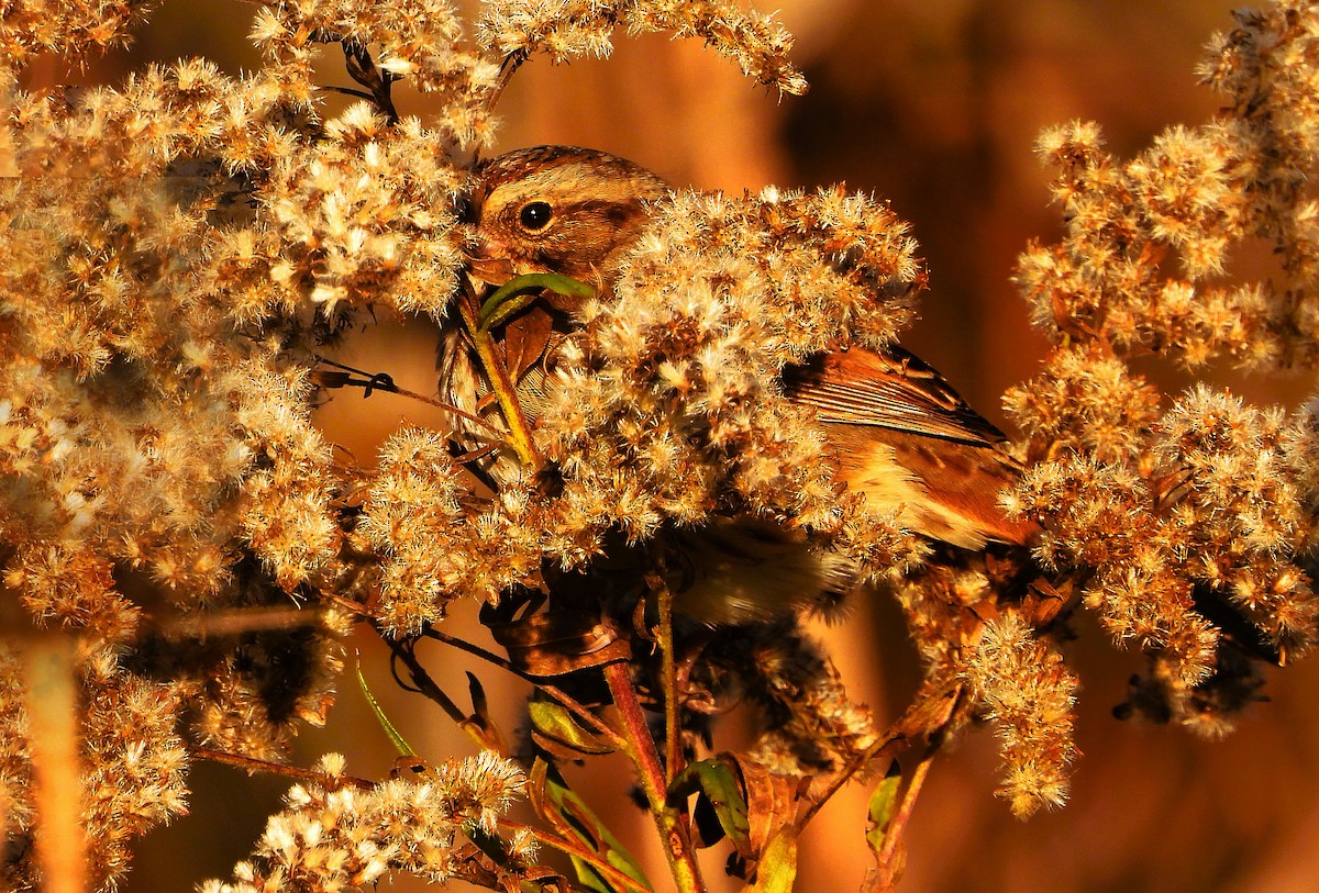 Swamp Sparrow - ML644291406