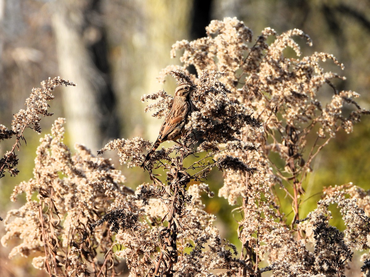 Swamp Sparrow - ML644291408