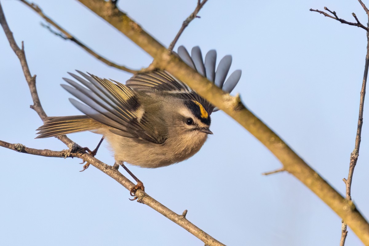 Erregetxo amerikarra - ML644291409