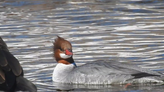 Common Merganser - ML644291411
