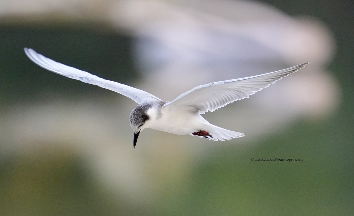 Белощёкая крачка - ML644291412