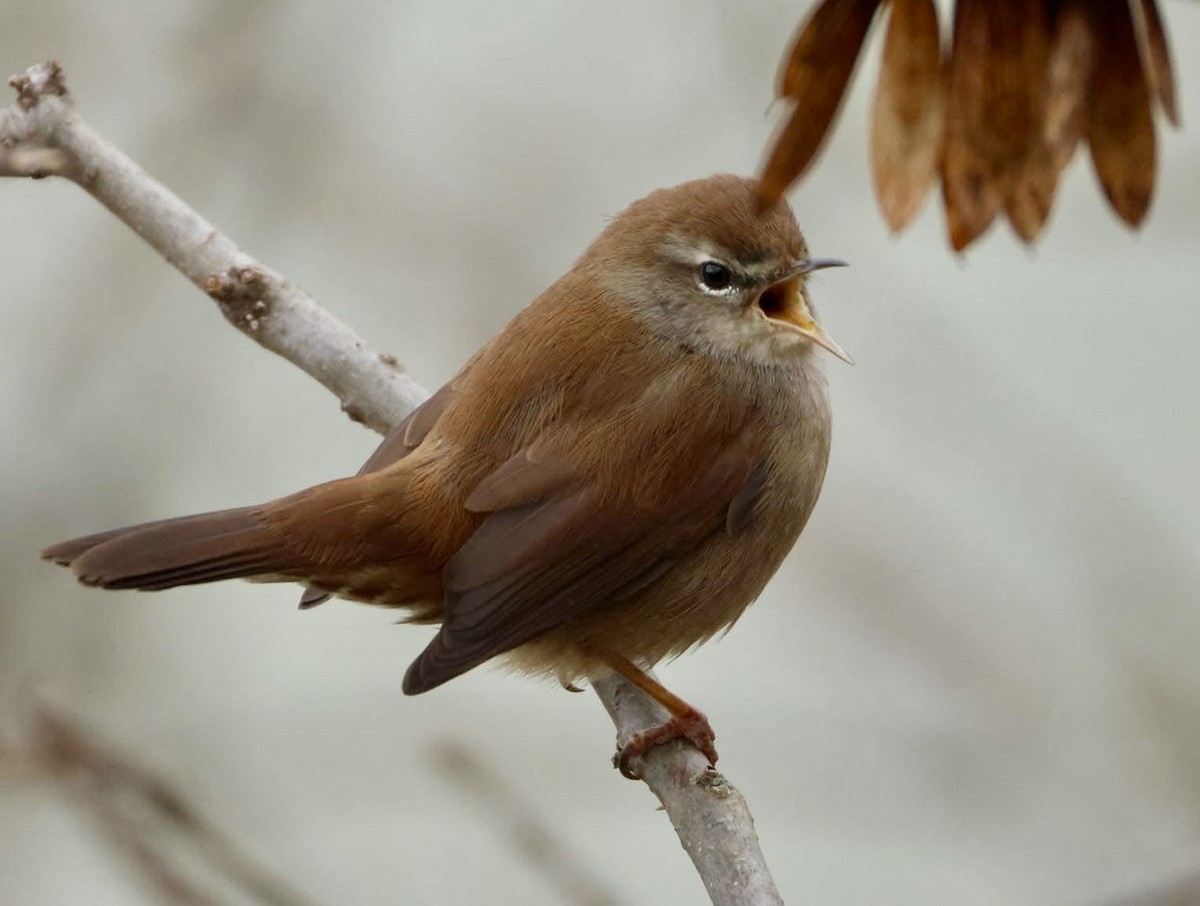 Широкохвістка середземноморська - ML644291413