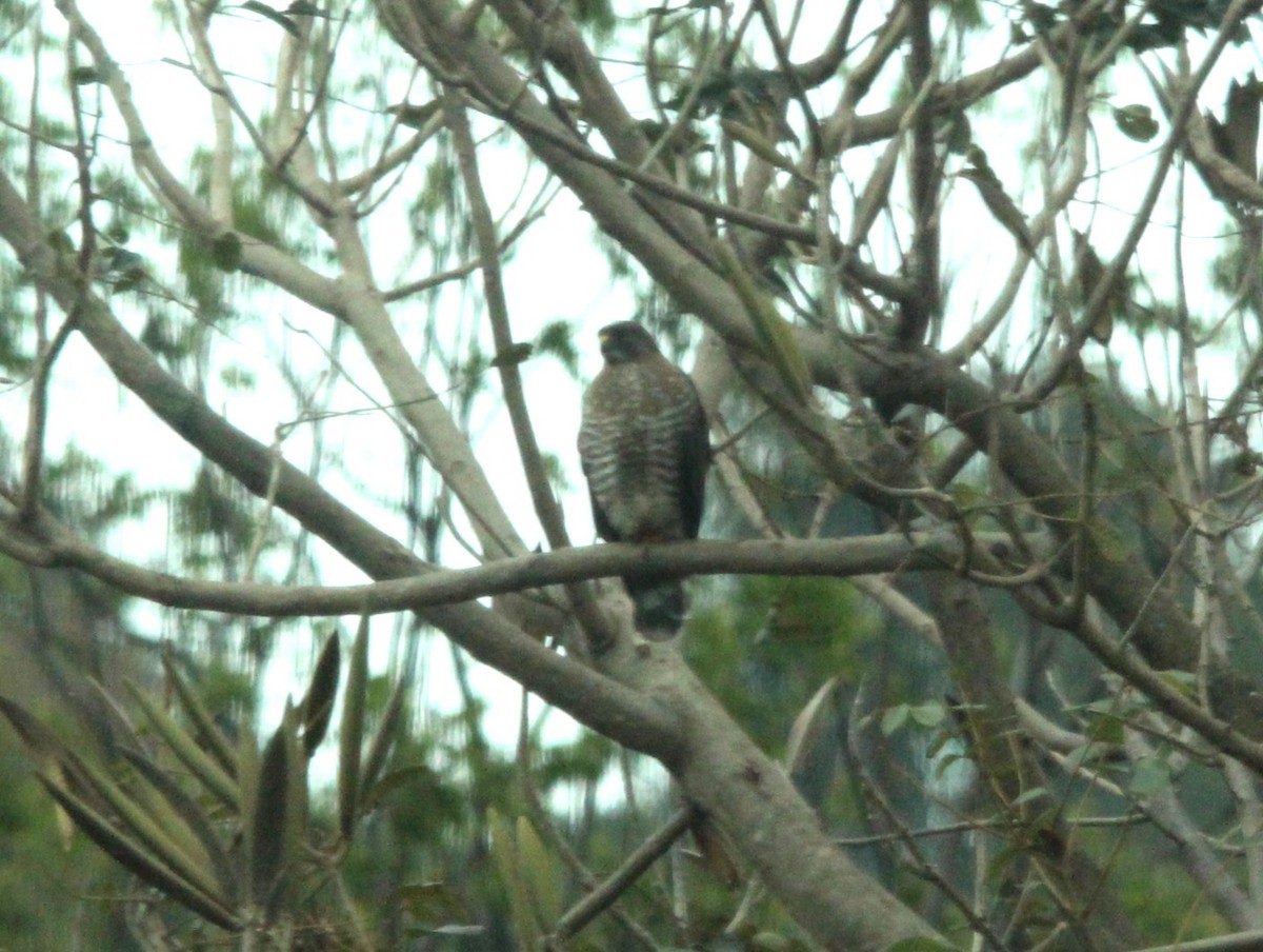 Broad-winged Hawk - ML644291425