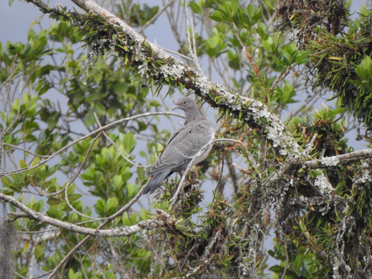 Pikazuro Güvercini - ML644291427