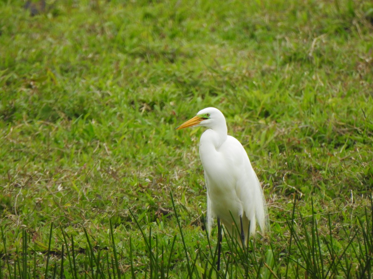 Great Egret - ML644291430