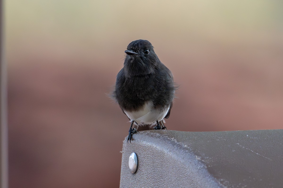 Black Phoebe - ML644291432