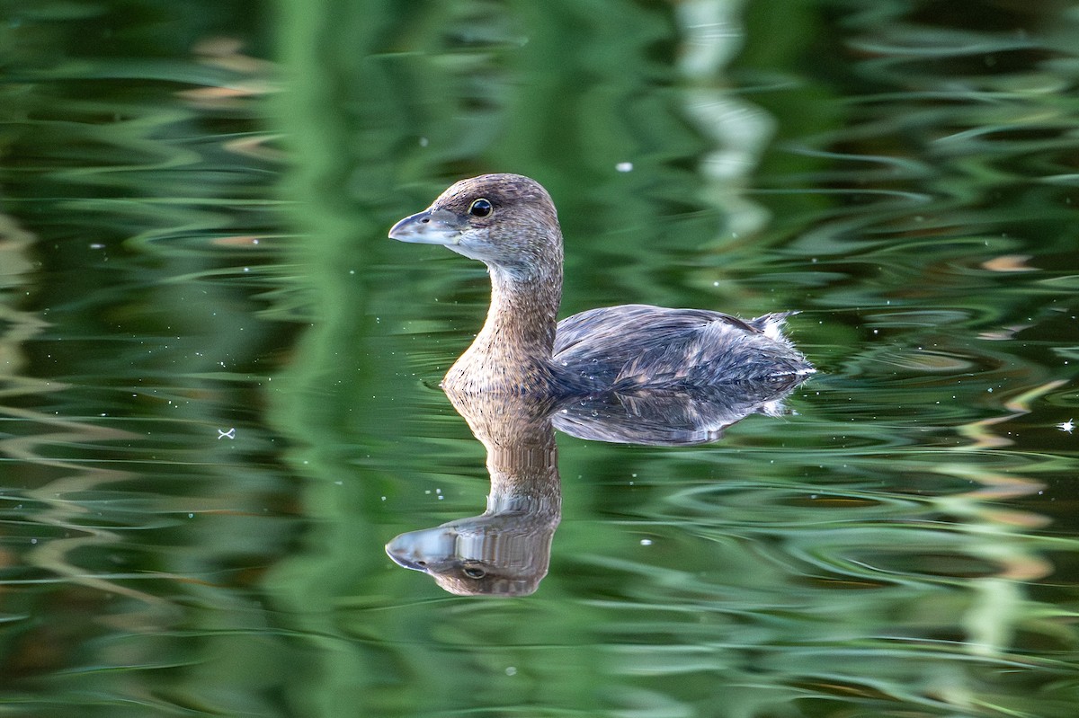 Pied-billed Grebe - ML644291434