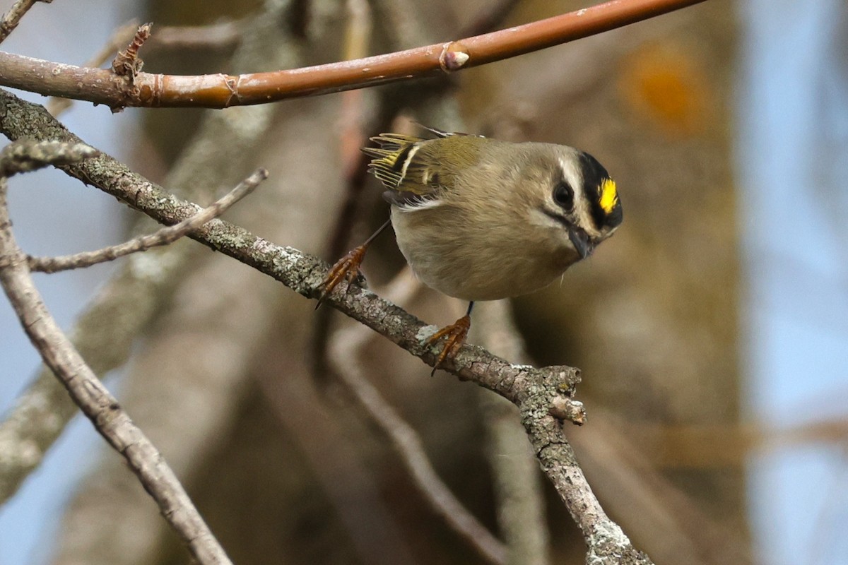 Erregetxo amerikarra - ML644291435