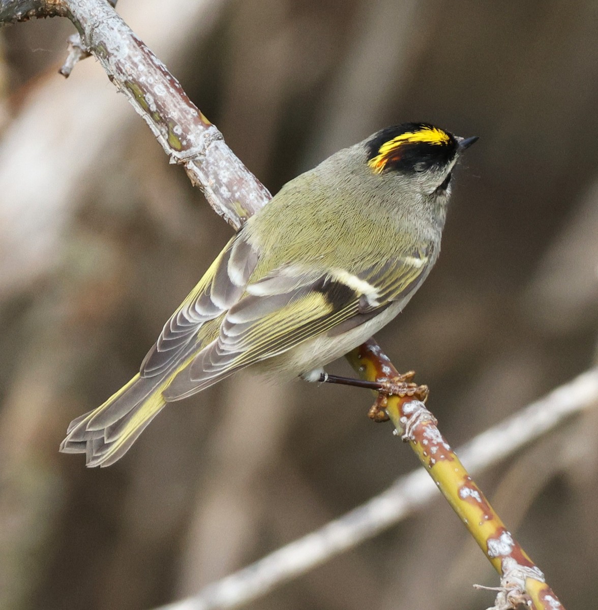 Erregetxo amerikarra - ML644291436