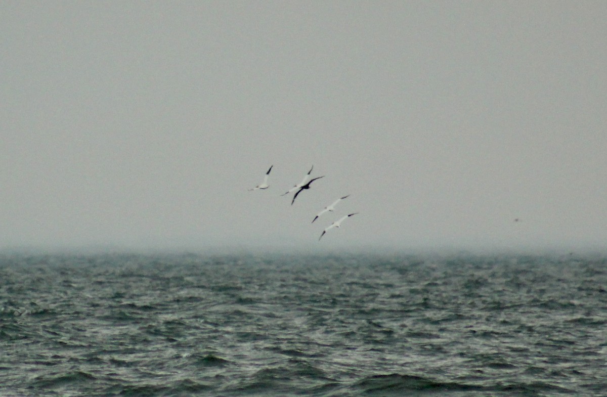 havsule - ML644291437