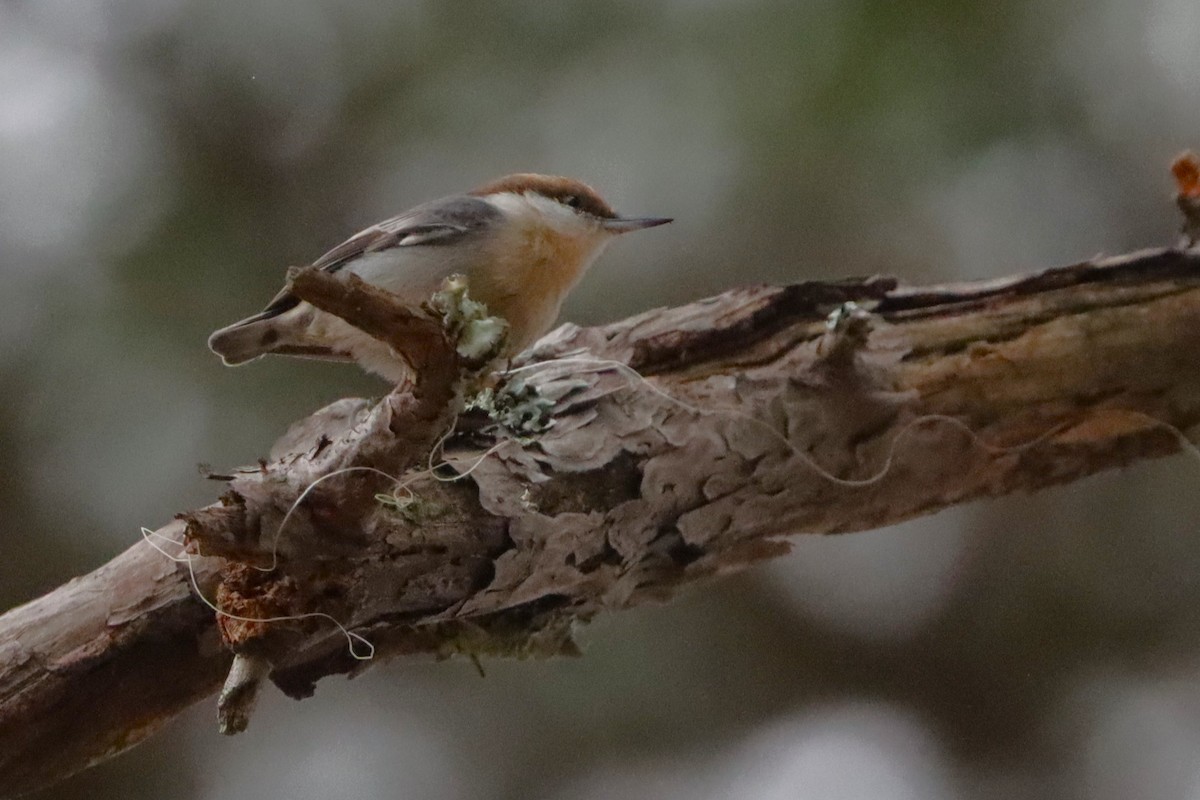 brhlík hnědohlavý - ML644291438