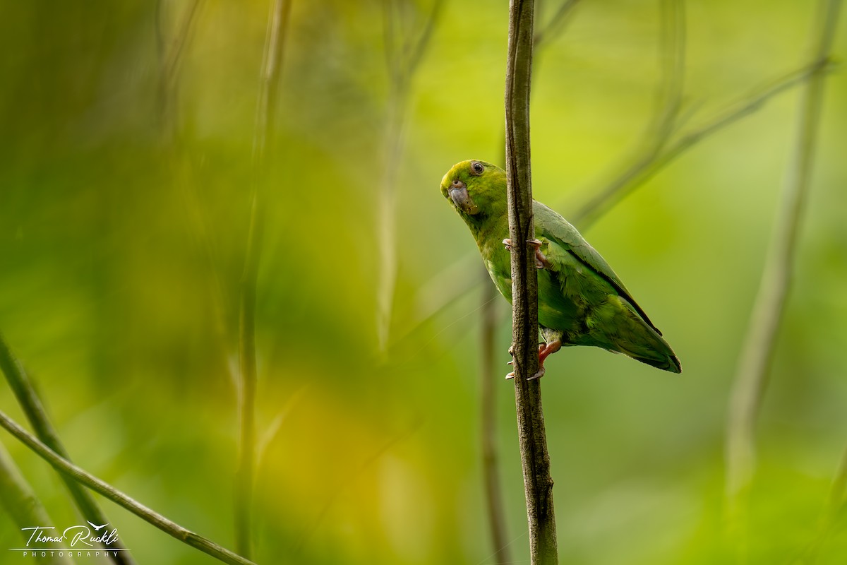 Dusky-billed Parrotlet - ML644291444