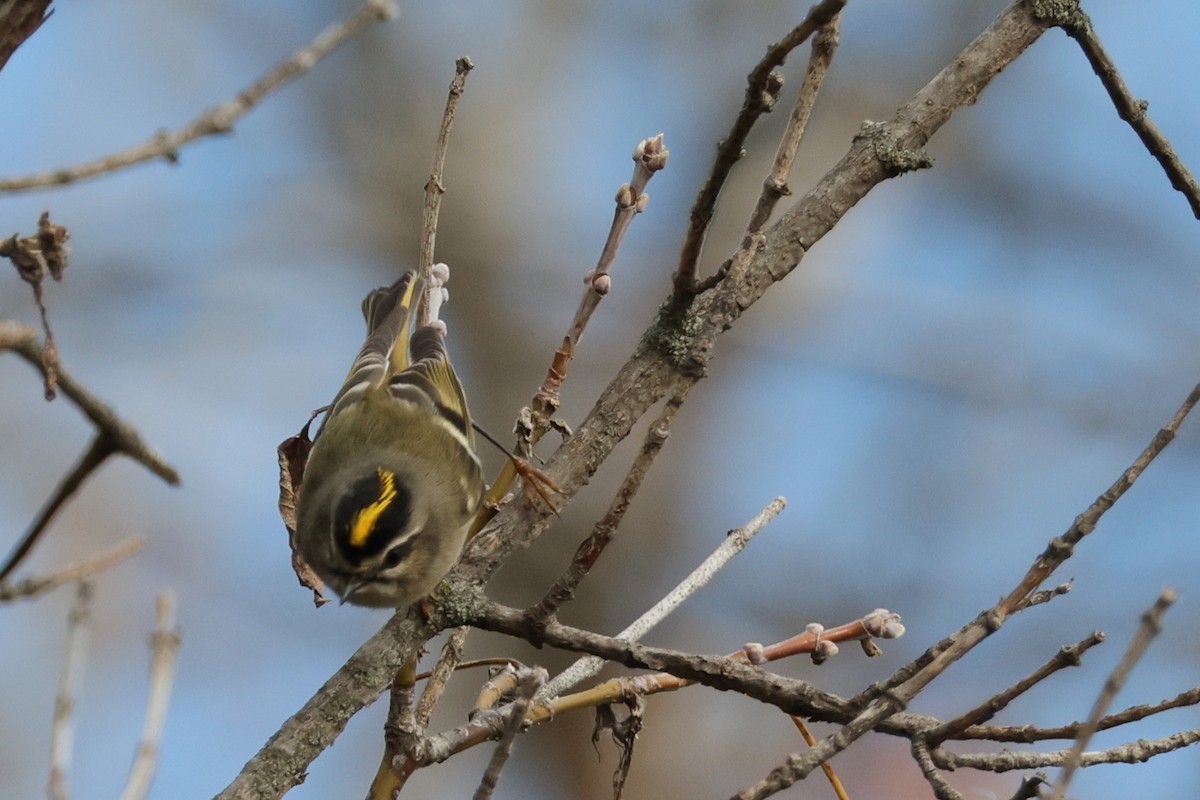 Erregetxo amerikarra - ML644291450