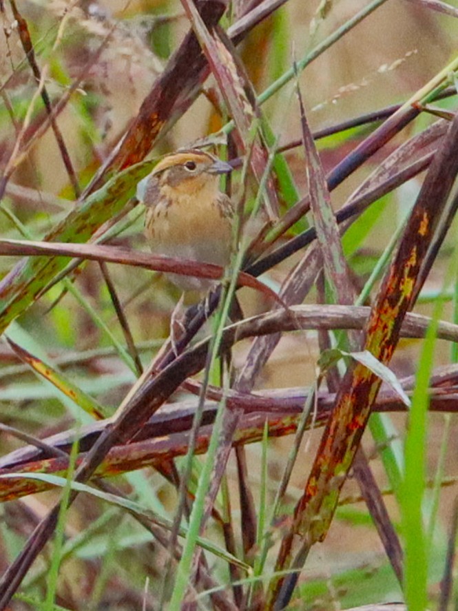 gråørespurv - ML644291462