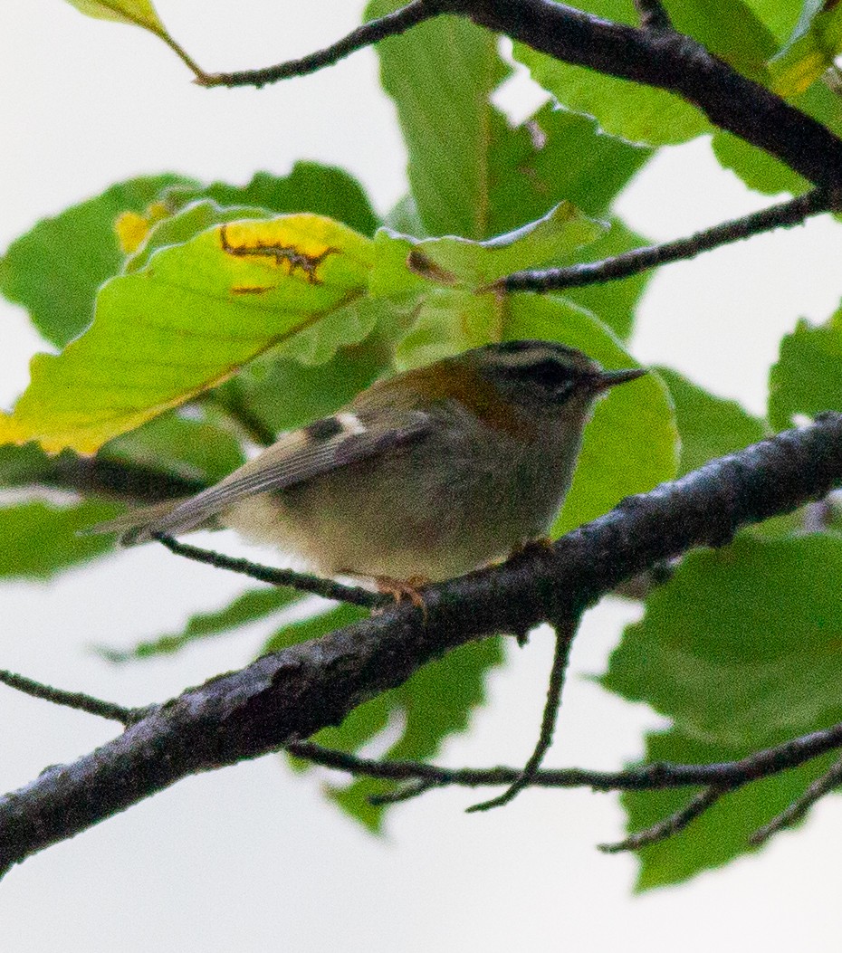 Common Firecrest - ML644291467