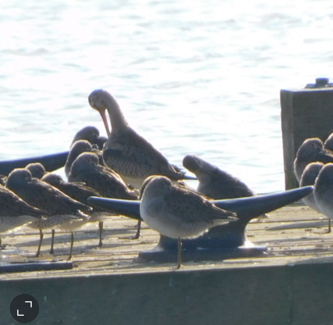 Hudsonian Godwit - ML644291468