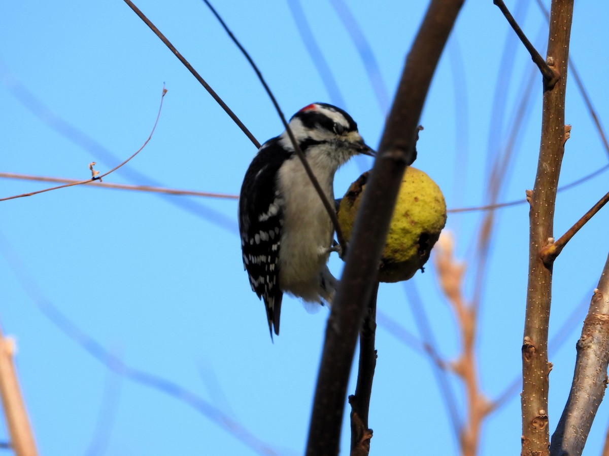 Downy Woodpecker - ML644291488