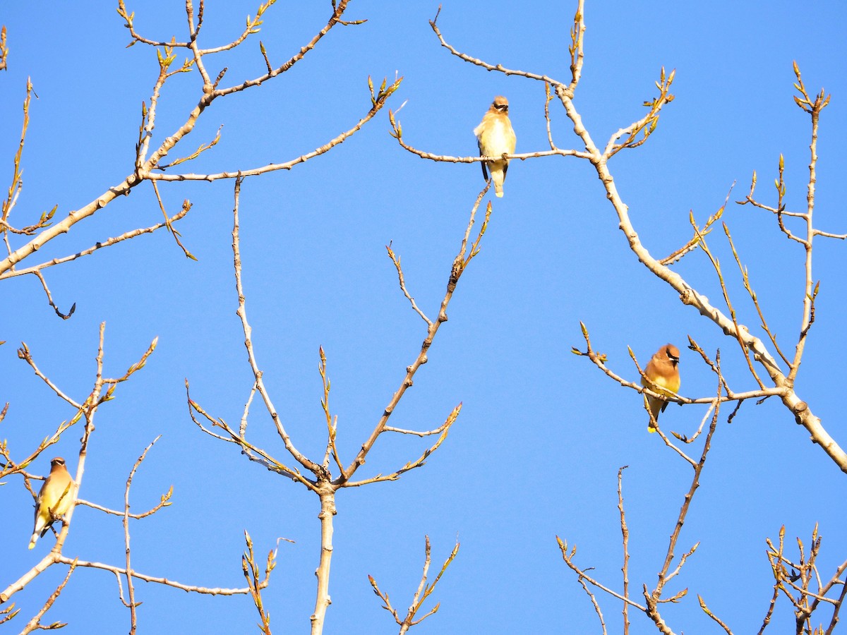 Cedar Waxwing - ML644291529