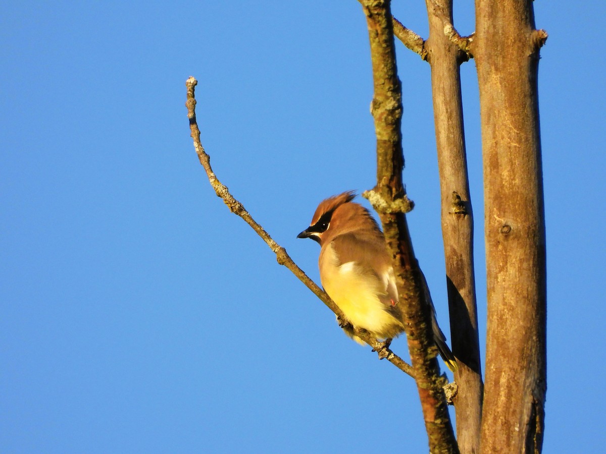 Cedar Waxwing - ML644291530