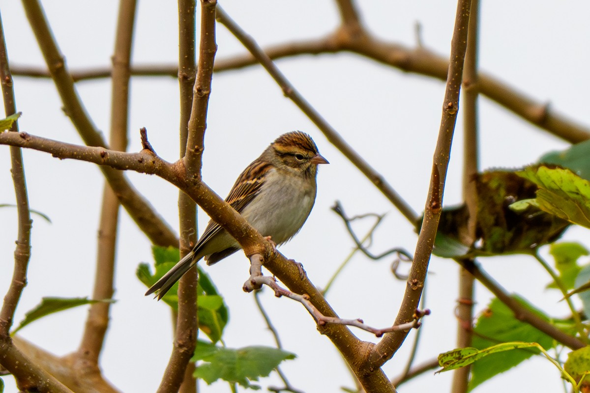 Chipping Sparrow - ML644291535